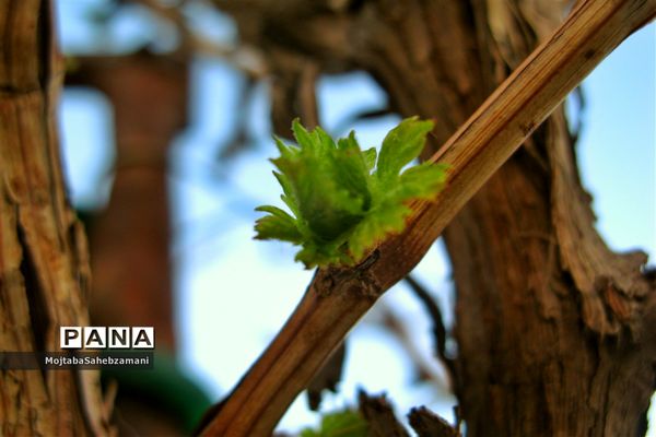 شکوفه‌های بهاری در شهرستان کاشمر