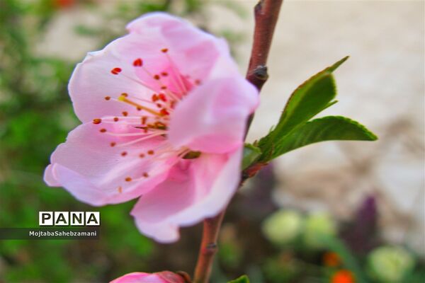 شکوفه‌های بهاری در شهرستان کاشمر