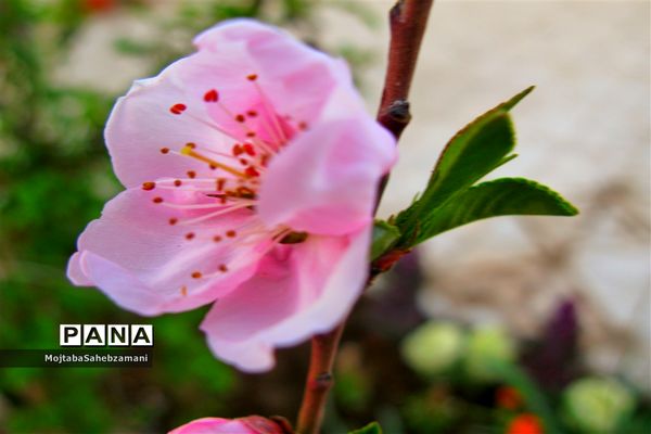 شکوفه‌های بهاری در شهرستان کاشمر