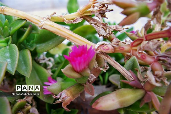 شکوفه‌های بهاری در شهرستان کاشمر