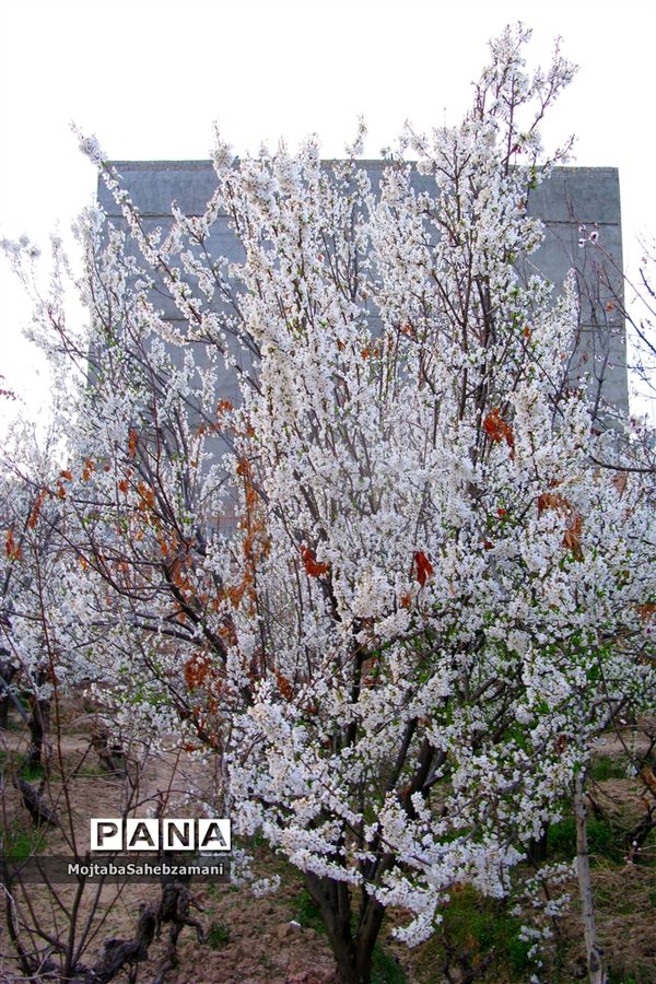 شکوفه‌های بهاری در شهرستان کاشمر