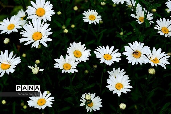 عکس های منتخب سال 98