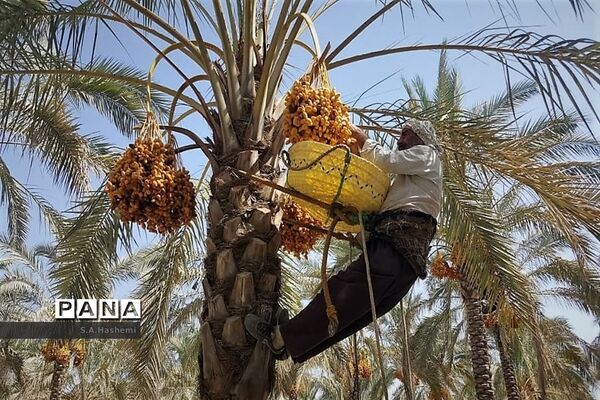 عکس‌های منتخب سال 1398 استان  فارس