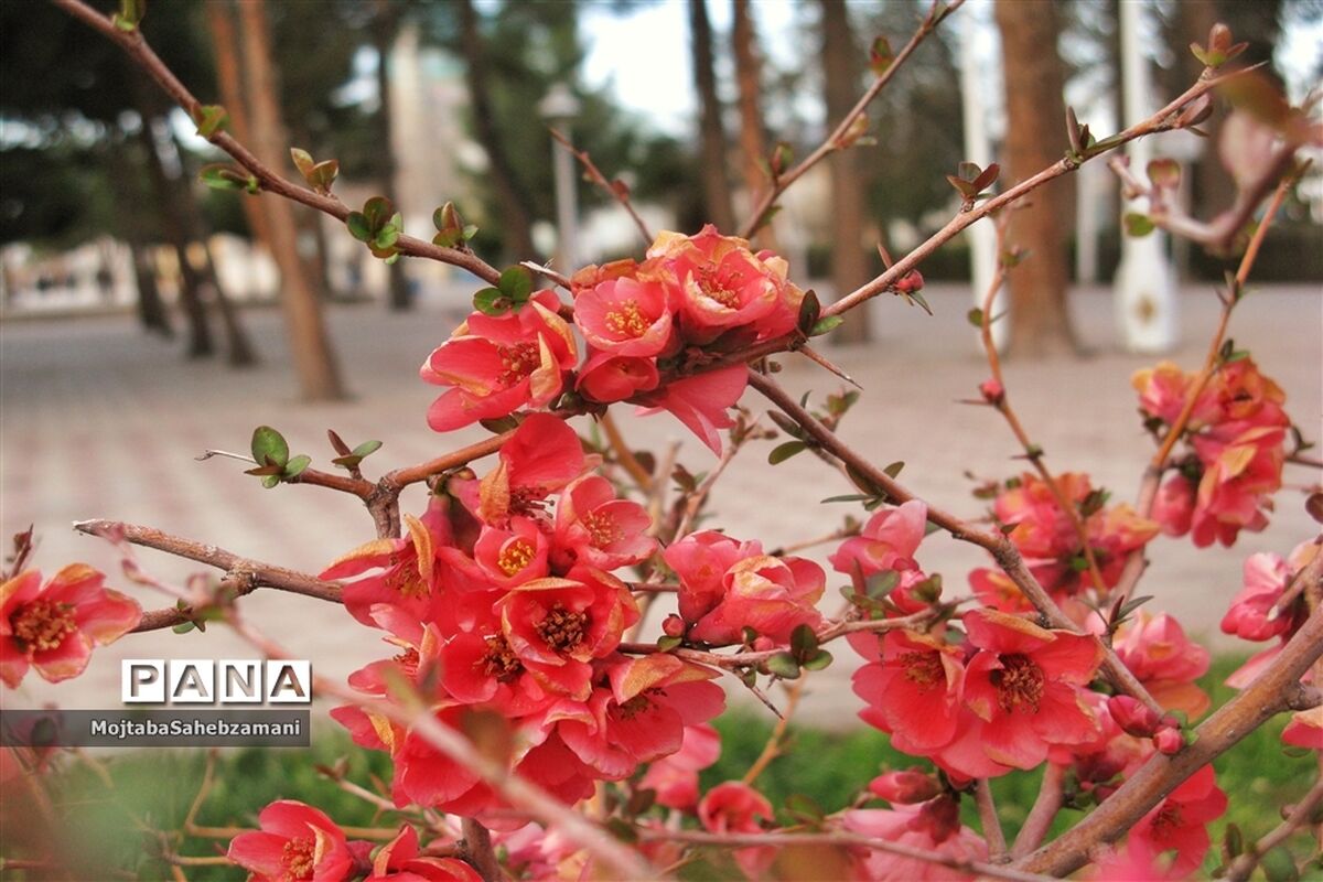بهار را می توان دید حتی درخانه