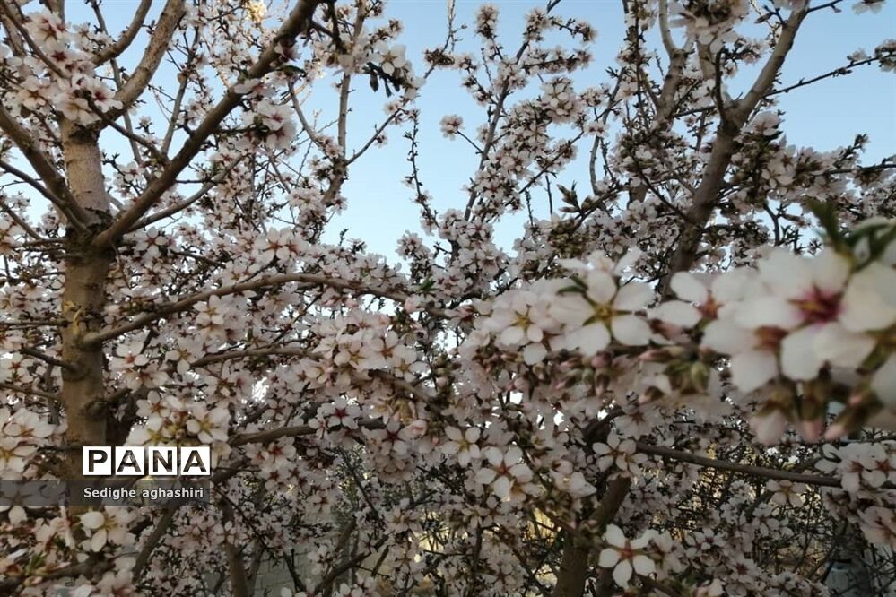 بهارانه