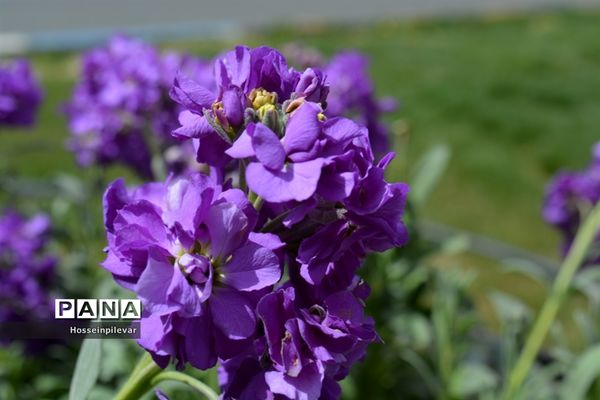 گل‌های بهاری در بیرجند استان خراسان جنوبی