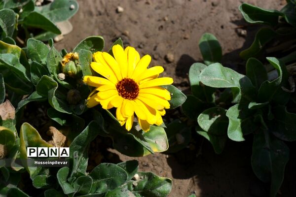 گل‌های بهاری در بیرجند استان خراسان جنوبی
