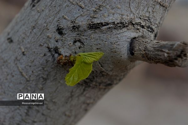 گل‌های بهاری در بیرجند استان خراسان جنوبی