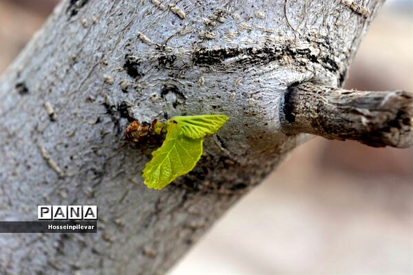 گل‌های بهاری در بیرجند استان خراسان جنوبی