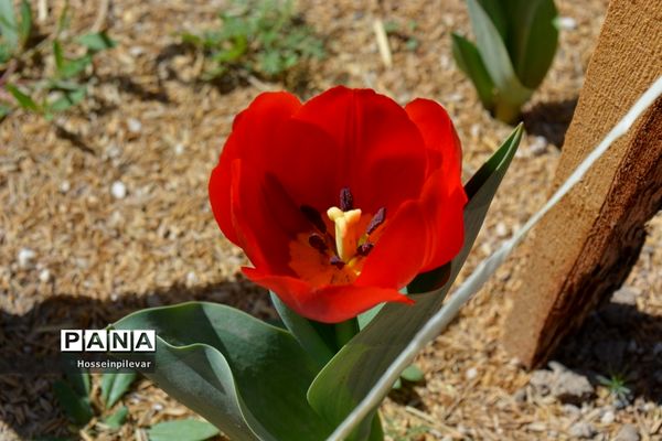 گل‌های بهاری در بیرجند استان خراسان جنوبی