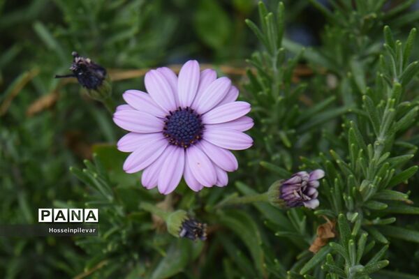 گل‌های بهاری در بیرجند استان خراسان جنوبی