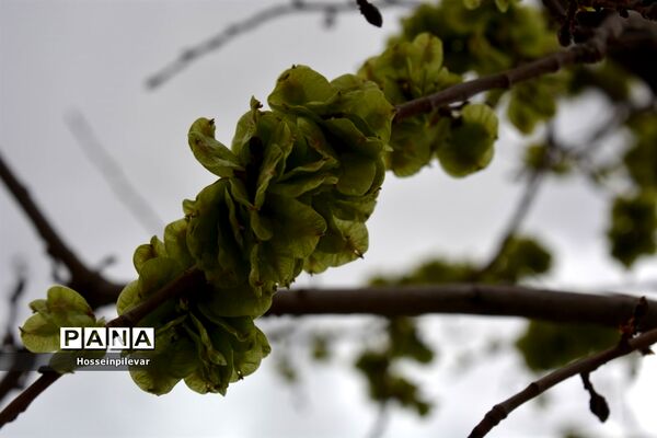گل‌های بهاری در بیرجند استان خراسان جنوبی