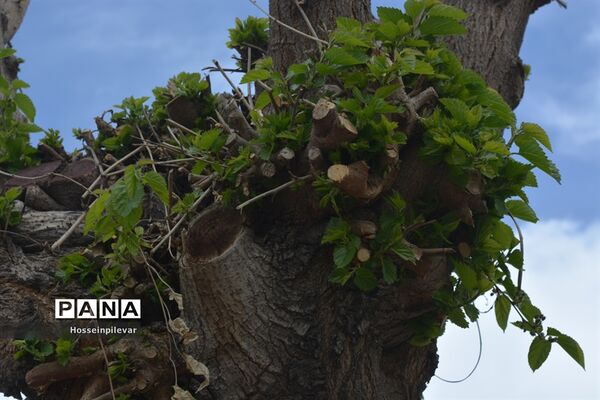 گل‌های بهاری در بیرجند استان خراسان جنوبی