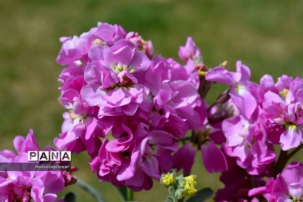 گل‌های بهاری در بیرجند استان خراسان جنوبی