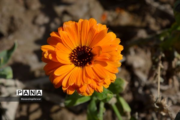 گل‌های بهاری در بیرجند استان خراسان جنوبی