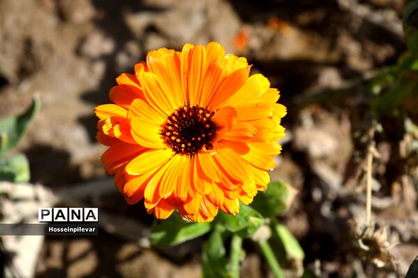 گل‌های بهاری در بیرجند استان خراسان جنوبی
