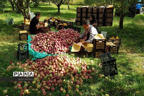 عکس‌های منتخب سال 1398 استان خوزستان