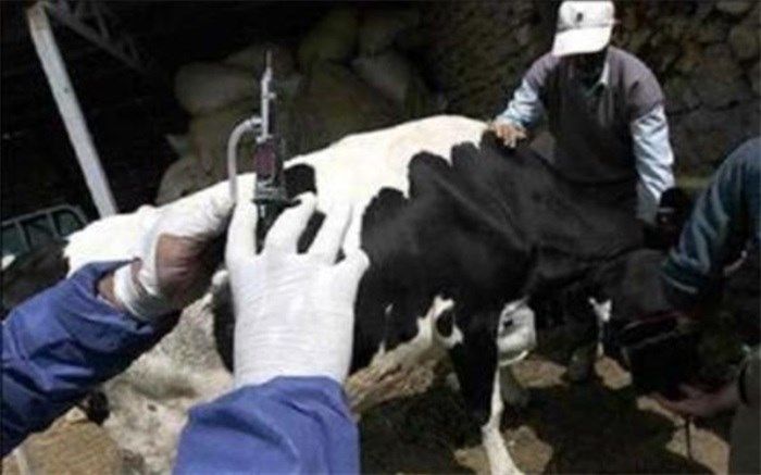 رونمایی از سامانه جامع دارویی سازمان دامپزشکی تا پایان بهار ۹۹