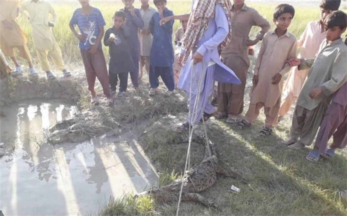 زنده گیری یک سر تمساح سرگردان در چابهار