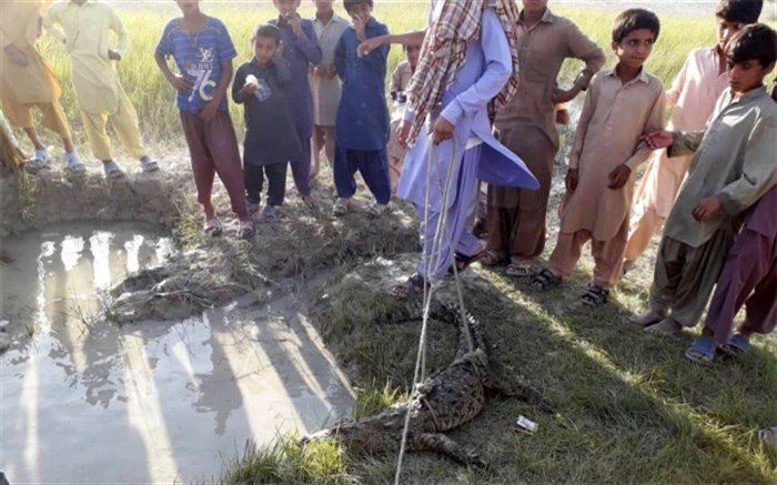 زنده گیری یک سر تمساح سرگردان در چابهار
