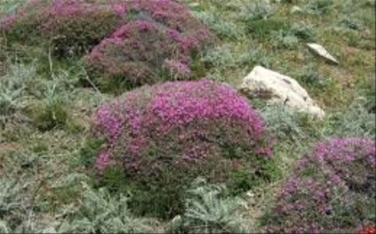 هجوم به بوته های گون کردستان برای پیشگیری از کرونا