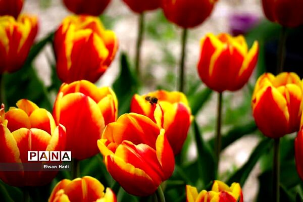 گل‌های لاله در بوستان ملت