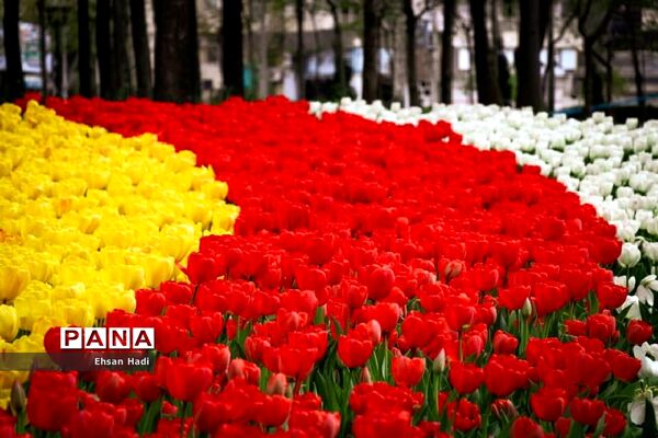 گل‌های لاله در بوستان ملت