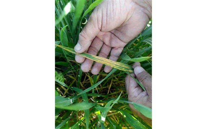 مشاهده بیماری زنگ زرد در مزارع گندم آذربایجان شرقی