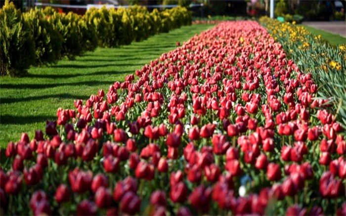 تور مجازی باغ لاله‌های کرج
