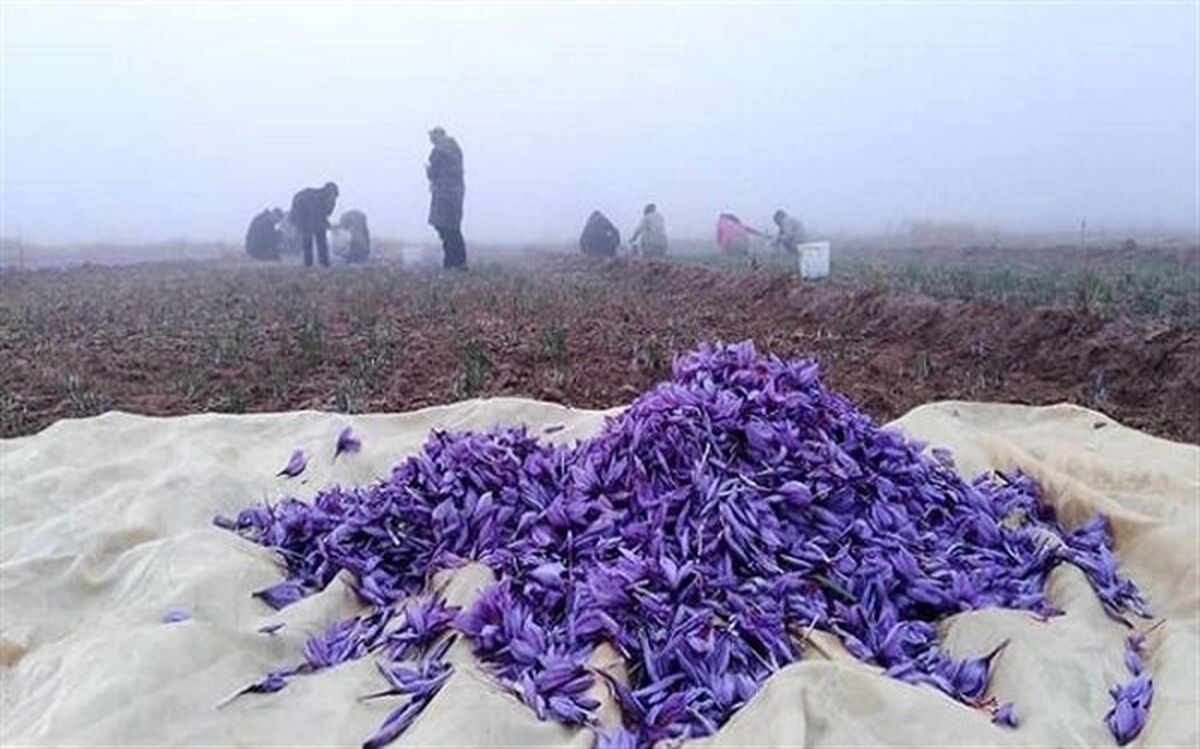 صادرات زعفران متوقف شد