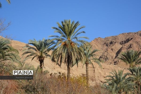 عکس‌های منتخب سال 1398 استان خراسان جنوبی