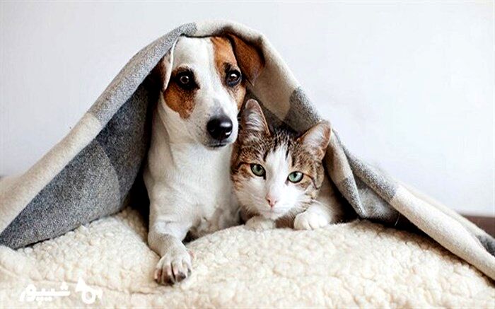یک دامپزشک: حیوانات خانگی قرنطینه شوند