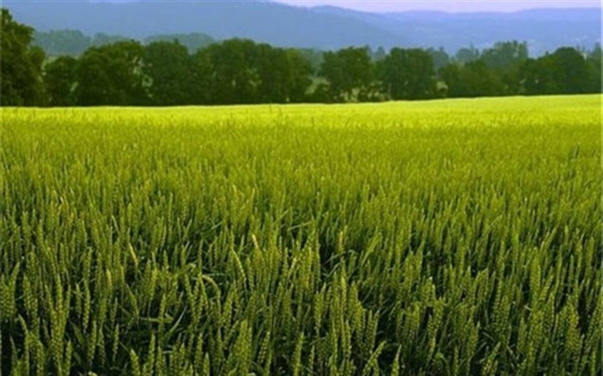 کشت گندم در سیستان و بلوچستان ۲۰۰ درصد افزایش یافت