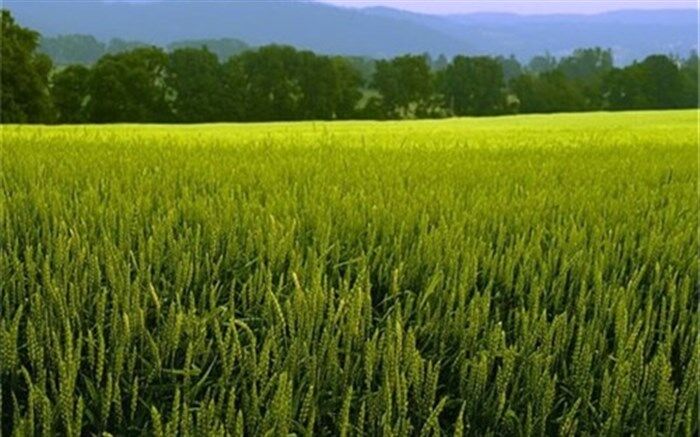 کشت گندم در سیستان و بلوچستان ۲۰۰ درصد افزایش یافت