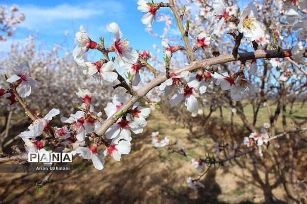 شکوفه‌های  بهاری در زنجان