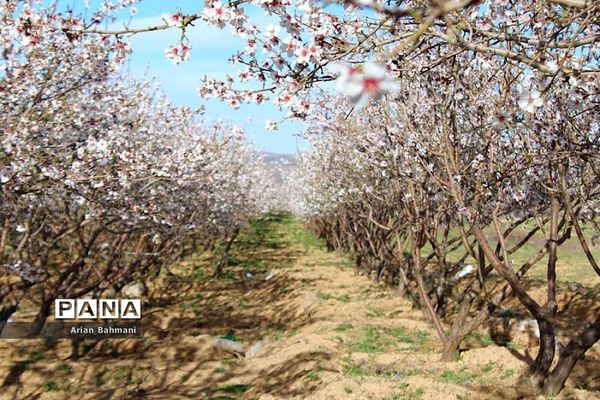 شکوفه‌های  بهاری در زنجان