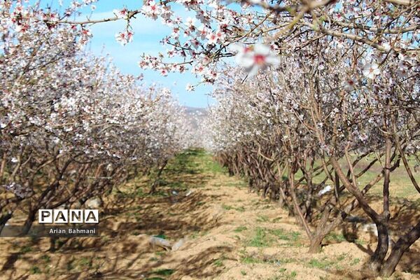 شکوفه‌های  بهاری در زنجان