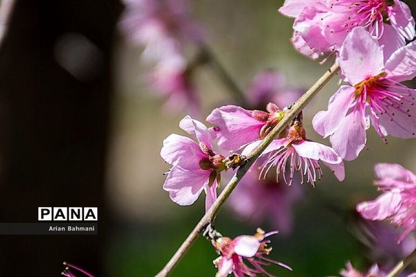 شکوفه‌های  بهاری در زنجان