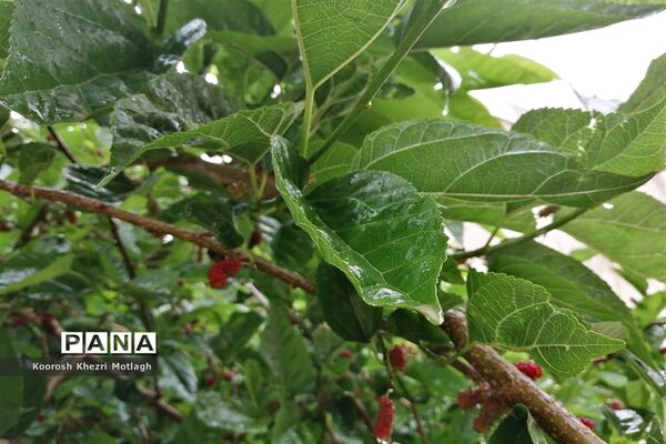 بارش باران بهاری در کازرون