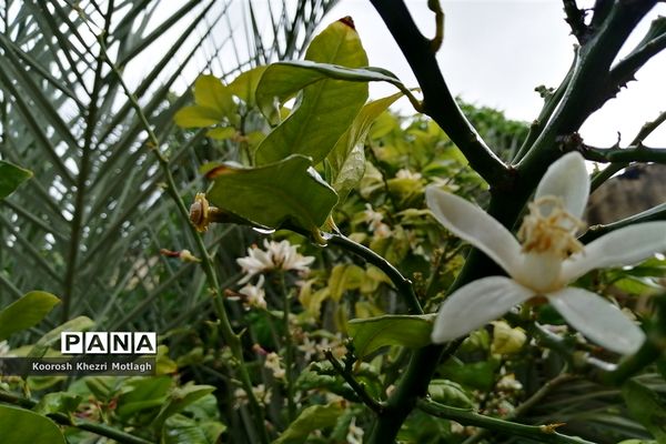 بارش باران بهاری در کازرون