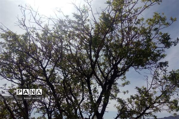 طبیعت بهاری روستا تقوک