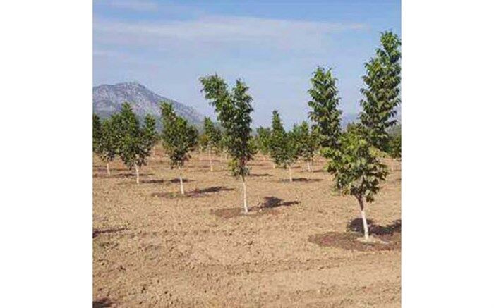 اجرای حکم قلع و قمع درختان غیر مجاز در اراضی ملی شهرستان اقلید
