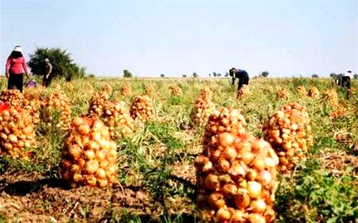 پیاز شاگرد اول رشد قیمت یک ساله شد
