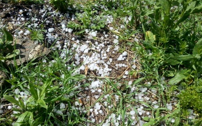 تگرگ به بیش از هزار هکتار اراضی کشاورزی اشکذر خسارت زد