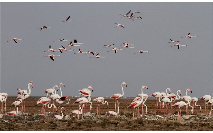 معرفی یک زیستگاه جدید فلامینگوهای ایران در مستند «مرغ آتش»