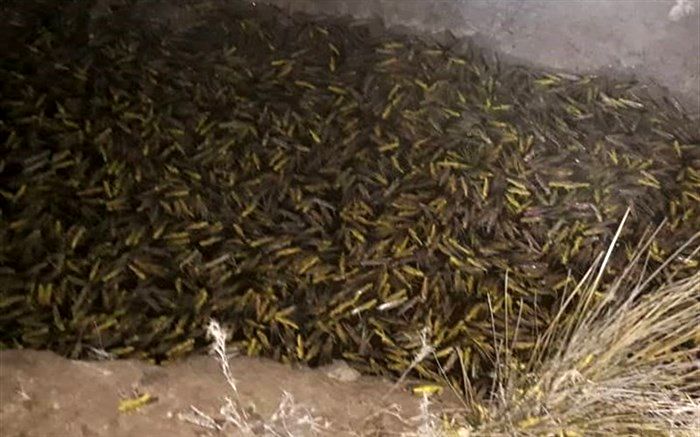 ملخ‌های صحرایی چه زمانی به ایران می رسند