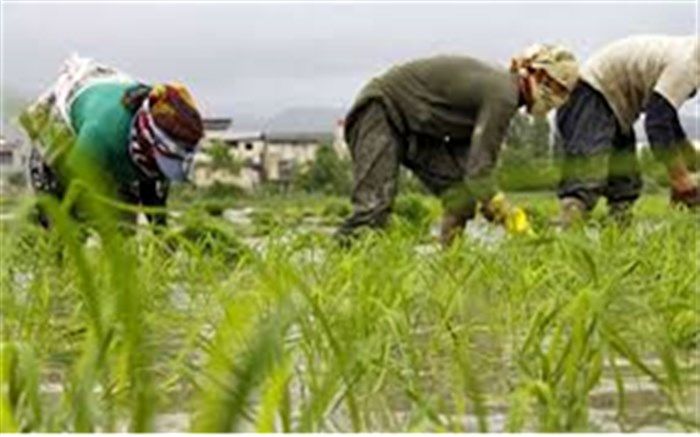 کشاورزان تب شالیزار را با کرونا اشتباه نگیرند