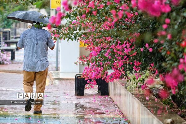 طراوت بهاری باران در روزهای کرونایی کیش