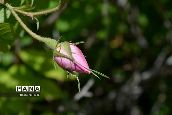 به ثمر رسیدن گل‌های محمدی در شهرستان خوسف