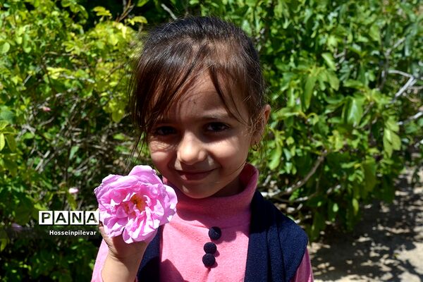 به ثمر رسیدن گل‌های محمدی در شهرستان خوسف